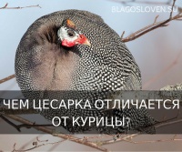 Що за птах такий - цесарка і чим вона відрізняється від курки