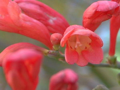 Crocasmia montbretia flori, lucifer și alb simplu în descriere cu fotografie