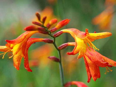 Crocasmia montbretia flori, lucifer și alb simplu în descriere cu fotografie