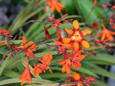 Crocasmia montbretia flori, lucifer și alb simplu în descriere cu fotografie