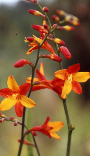 Crocasmia montbretia flori, lucifer și alb simplu în descriere cu fotografie