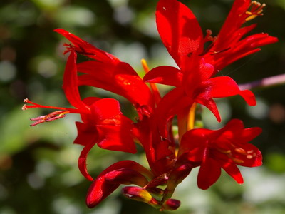 Crocasmia montbretia flori, lucifer și alb simplu în descriere cu fotografie