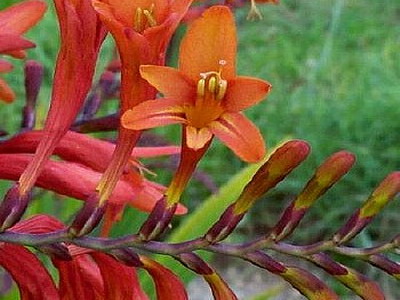 Crocasmia montbretia flori, lucifer și alb simplu în descriere cu fotografie