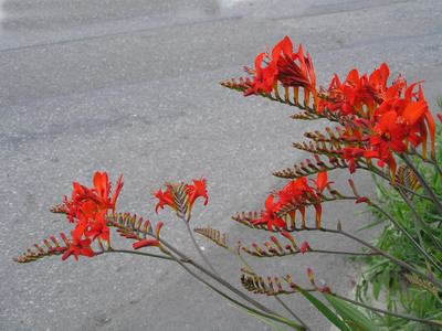 Цветя montbretsiya Crocosmia Луцифер и обикновен бял в описанието със снимки