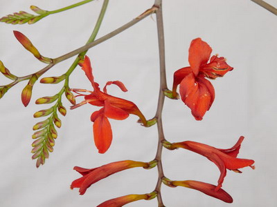 Crocasmia montbretia flori, lucifer și alb simplu în descriere cu fotografie