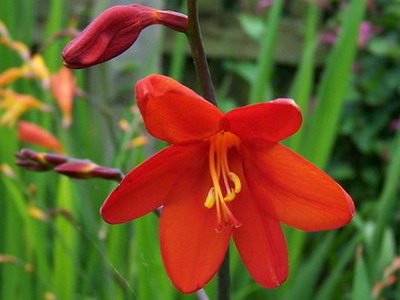 Crocasmia montbretia flori, lucifer și alb simplu în descriere cu fotografie