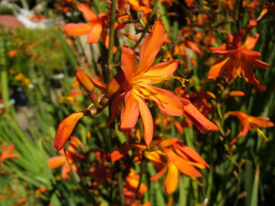 Crocasmia montbretia flori, lucifer și alb simplu în descriere cu fotografie