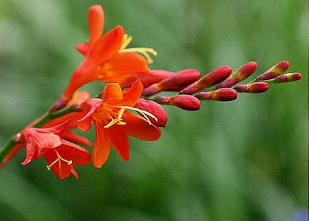 Crocasmia montbretia flori, lucifer și alb simplu în descriere cu fotografie