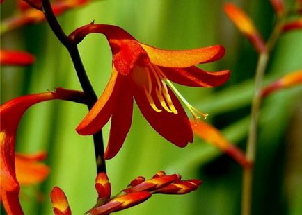 Crocasmia montbretia flori, lucifer și alb simplu în descriere cu fotografie