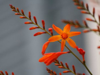 Crocasmia montbretia flori, lucifer și alb simplu în descriere cu fotografie