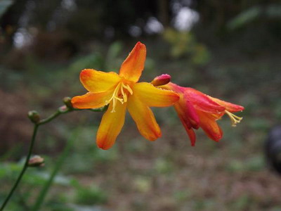 Цветя montbretsiya Crocosmia Луцифер и обикновен бял в описанието със снимки