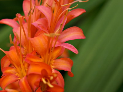 Crocasmia montbretia flori, lucifer și alb simplu în descriere cu fotografie