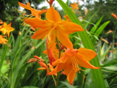 Crocasmia montbretia flori, lucifer și alb simplu în descriere cu fotografie