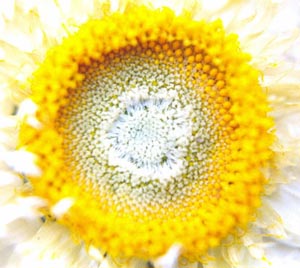 Квітковий пилок - природний стимулятор і ліки від багатьох хвороб