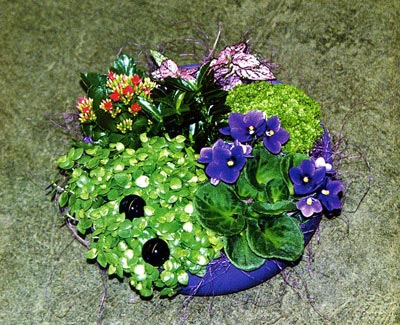 Compoziții de flori cu violete