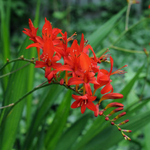 Croșmia flori (crocosmia) plantare și îngrijire, cultivare foto