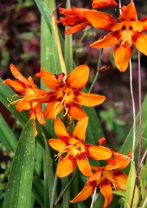 Crocosmia virág (Crocosmia) ültetés és gondozás, növekvő fotó (Crocosmia) Crocosmia virág (Crocosmia) ültetés és gondozás, növekvő fotó