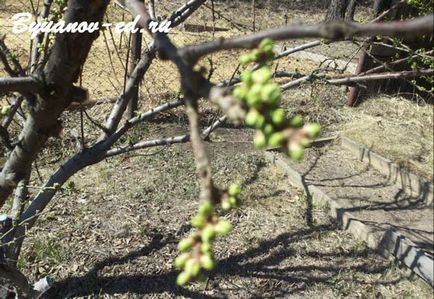 Дача навесні з чого почати