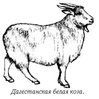 Dagestani fehér kecske - a botanika és a mezőgazdaság