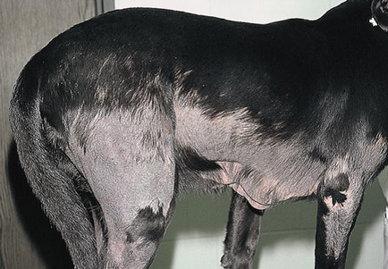 Bőrgyulladás esetén pelodera Strongiloides kutyák és a macskák, az állatorvos