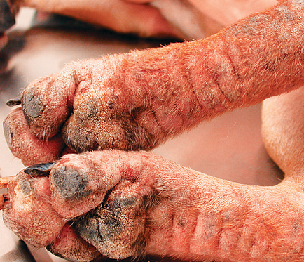 Dermatita provocată de siliconi pelodera la câini și pisici, medic veterinar