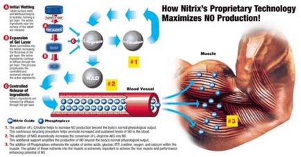 Az akció a nitroglicerin testépítés