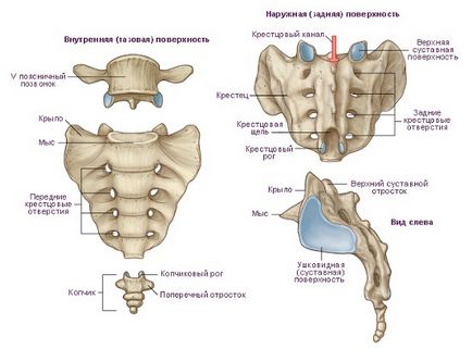 Diagnosticul și tratamentul unui sacrum fracturat