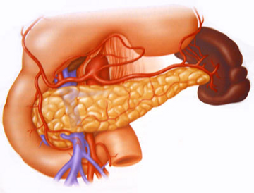 Diet pancreatitis (krónikus) Diéta hasnyálmirigy-gyulladás