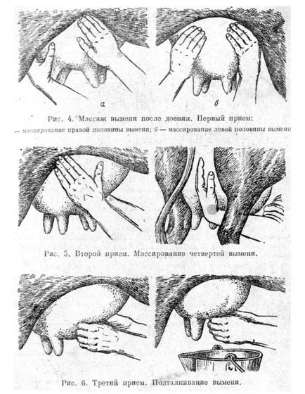 Доїння корови і догляд за вим'ям