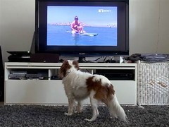 Dogtv - перший телеканал для собак, собака і господар