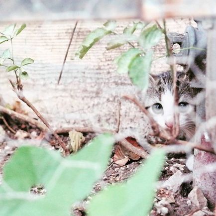 Animale de companie care sunt jenate, foarte frumoase, într-un