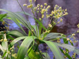 Acasă cyperus - îngrijire la domiciliu, fotografii de cyperus și specie, flori de interior tsiperus -