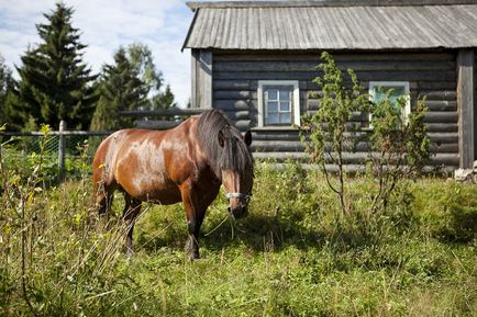 Vizitarea orașului Medvedegorsk care trebuie să vadă (fotografie, adresă, descriere)