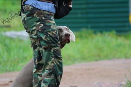 Câinii de pregătire cu supraexpunerea de la un chinolog din Moscova, prețurile pentru supraexpunerea câinilor cu pregătire