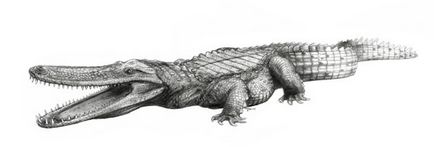 Strămoșul străvechi al unui crocodil îi musca dinozaurii