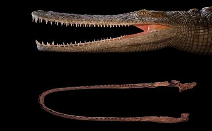Древній предок крокодила закушував динозаврами