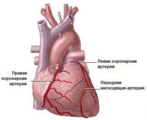 Erinit instrucțiuni de utilizare, mecanism de acțiune