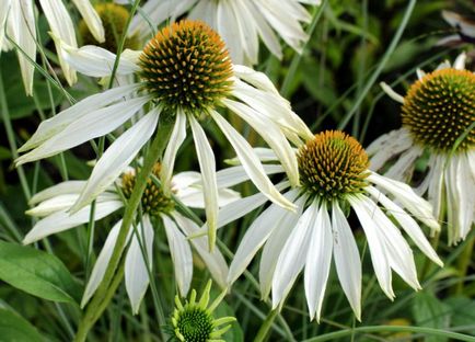 Echinacea - specii și soiuri, plantare și îngrijire pentru Echinacea purpurea