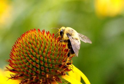 Echinacea - fajok és fajták, telepítése és gondozása Echinacea purpurea