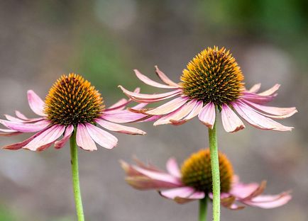 Echinacea - specii și soiuri, plantare și îngrijire pentru Echinacea purpurea