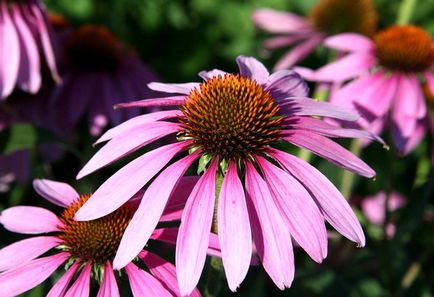 Echinacea - specii și soiuri, plantare și îngrijire pentru Echinacea purpurea