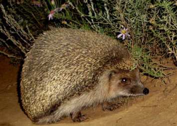 Arbori habitate, specii, trăsături, stil de viață - animale exotice