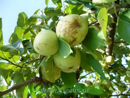 Фактори, що впливають на ступінь оржавленості плодів яблуні