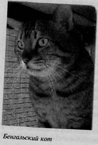 Alianța Felinologică a Ucrainei - metode de reproducere (galerii foto) Felinologia alianței ucrainene - metode de reproducere