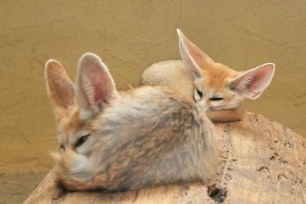 Fenech (vulpes zerda) - cea mai frumoasa vulpe cu urechi mari - portalul turistic - lumea este frumoasa!