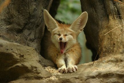 Фенек (Vulpes zerda) - най-красивият лисицата с големи уши - пътеводител - светът е красив!