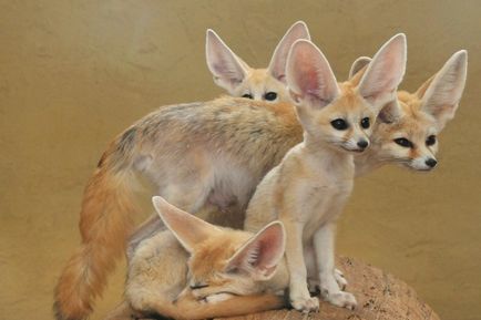 Фенек (vulpes zerda) - найкрасивіша лисиця з великими вухами - туристичний портал - світ гарний!