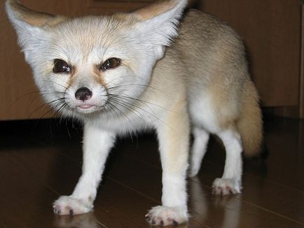 Фенек (Vulpes zerda) - най-красивият лисицата с големи уши - пътеводител - светът е красив!
