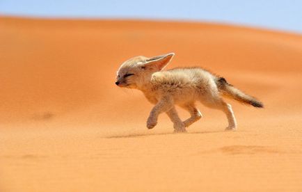 Fenech (vulpes zerda) - cea mai frumoasa vulpe cu urechi mari - portalul turistic - lumea este frumoasa!