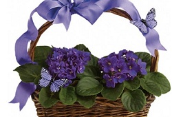 Violet - floare pentru un decor perfect